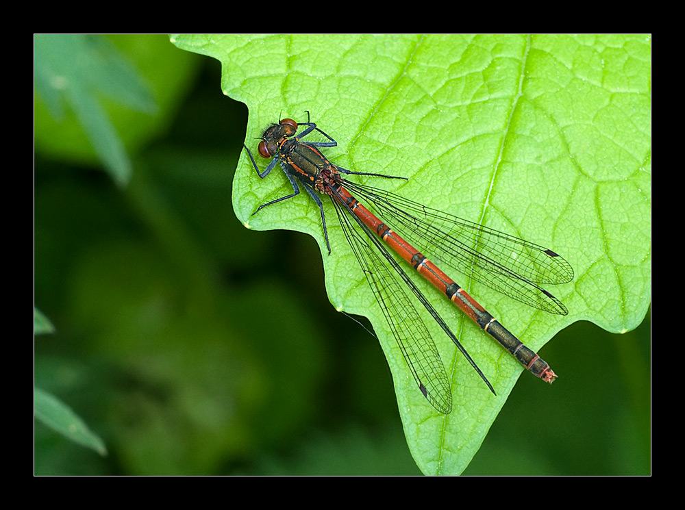 Libelle