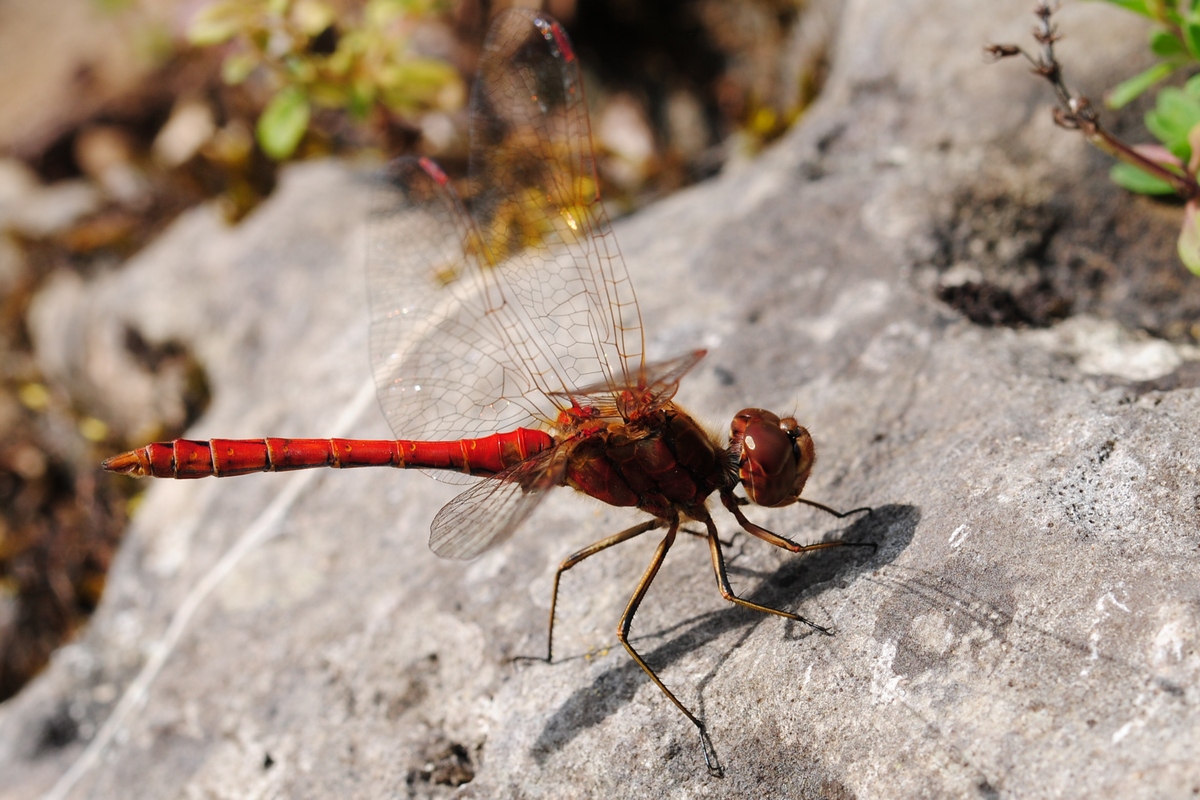 Libelle