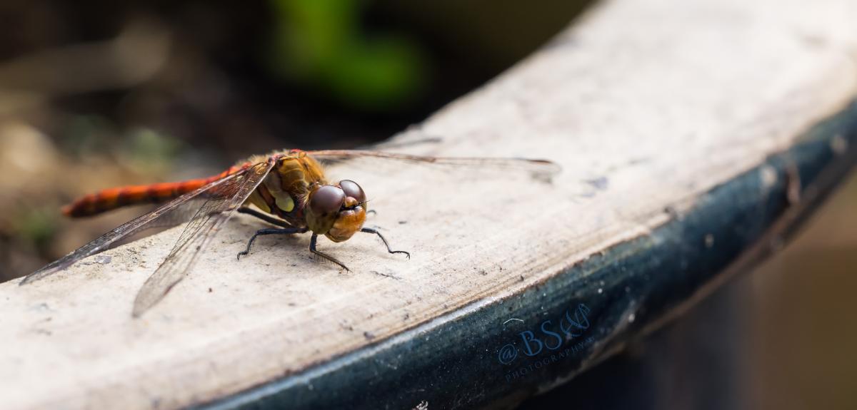 Libelle
