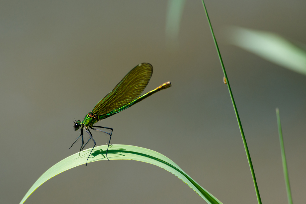 Libelle