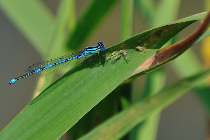 Libelle