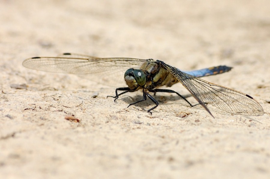 Libelle