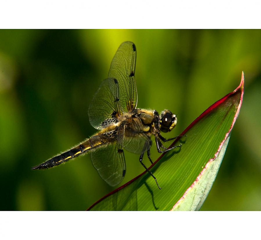Libelle