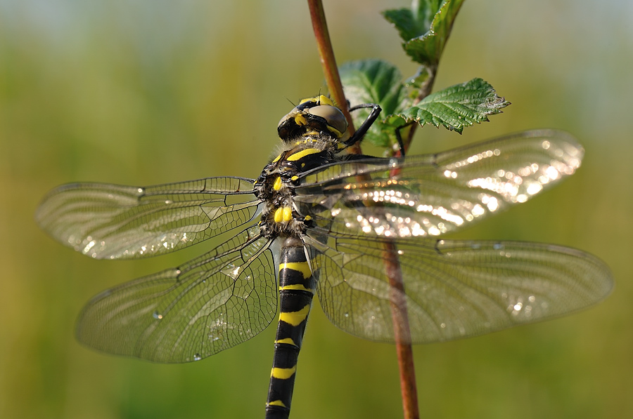 Libelle