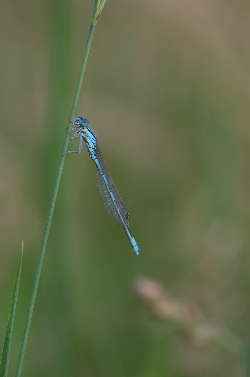 Libelle