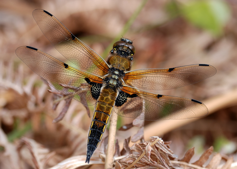 libelle