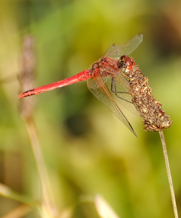Libelle