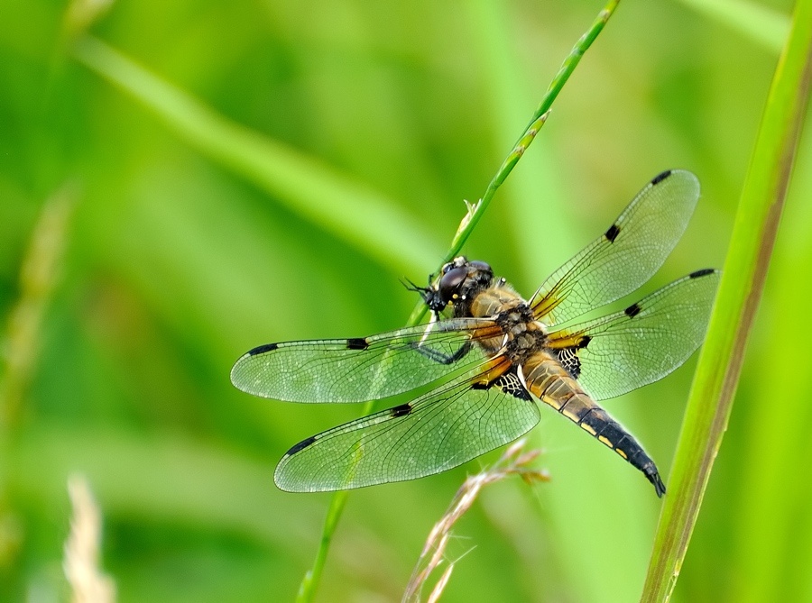 Libelle