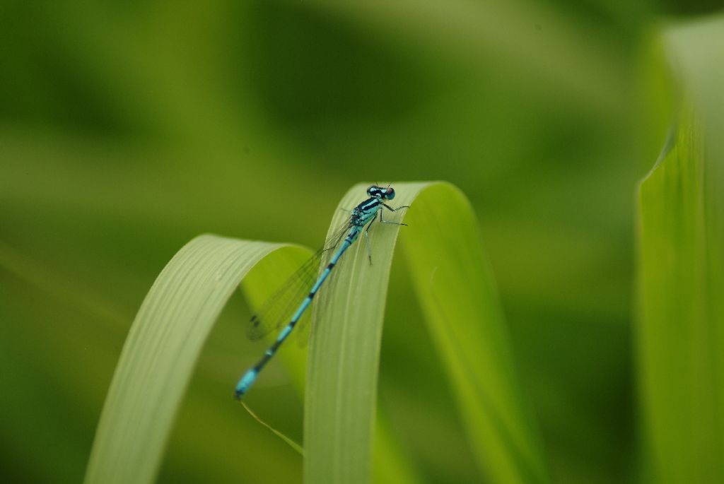 Libelle