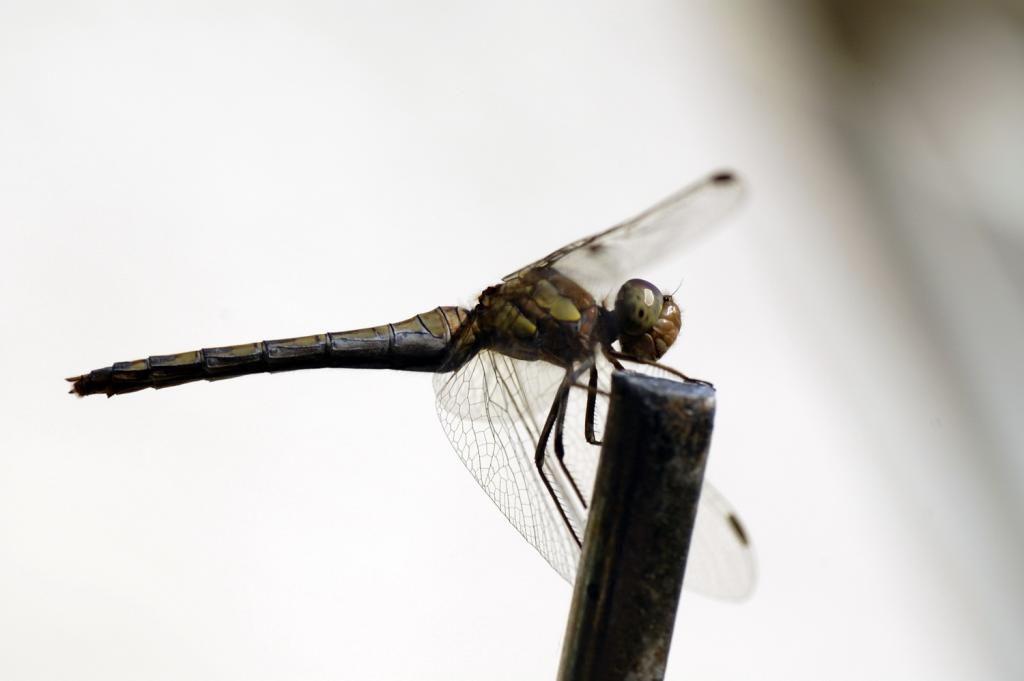 Libelle
