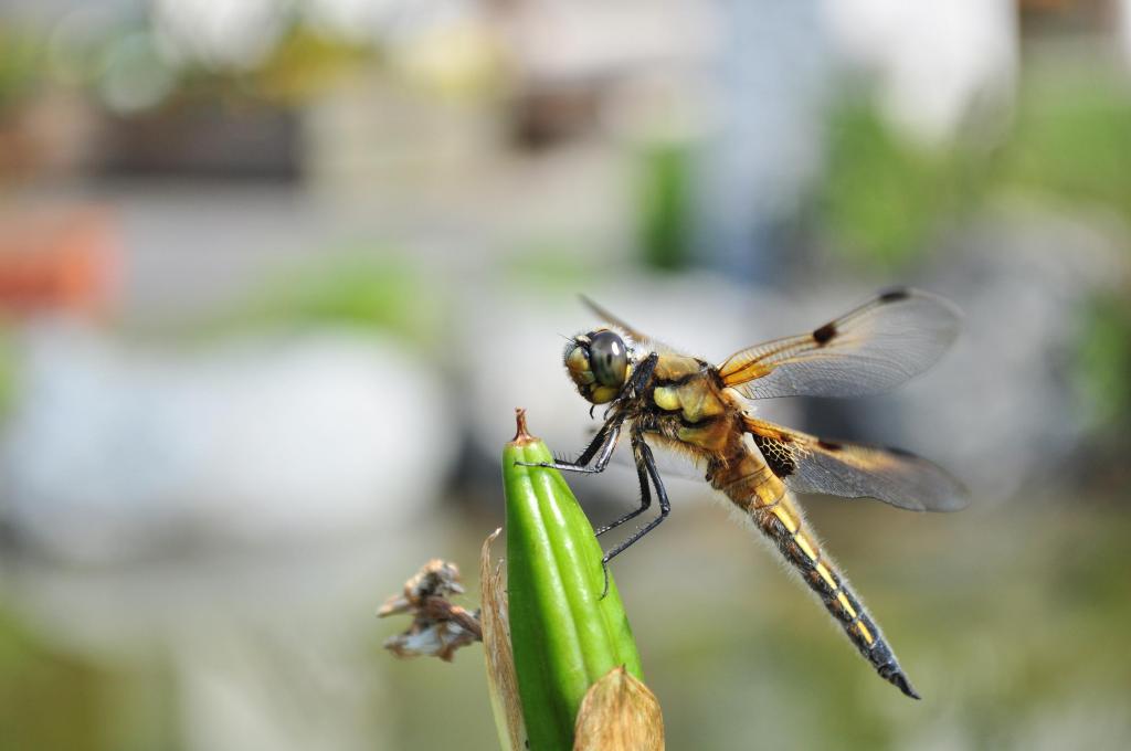 Libelle
