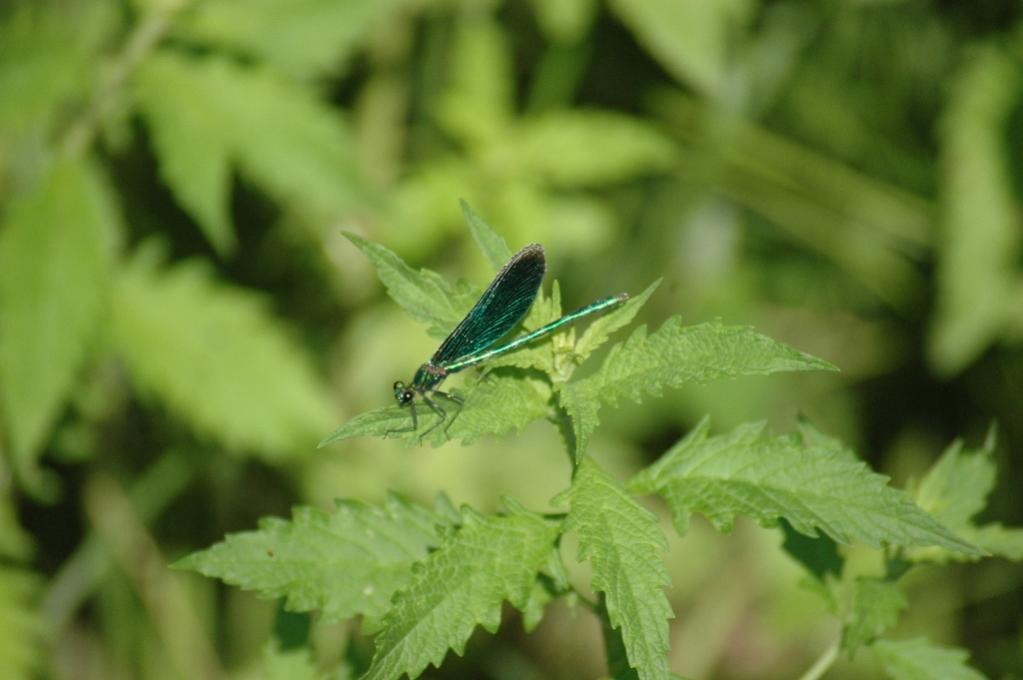 Libelle