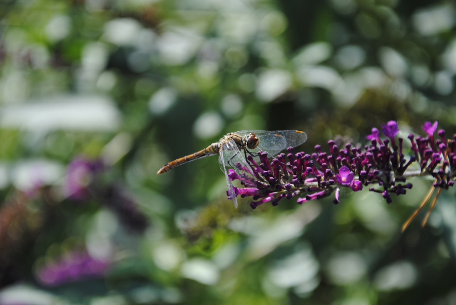 Libelle