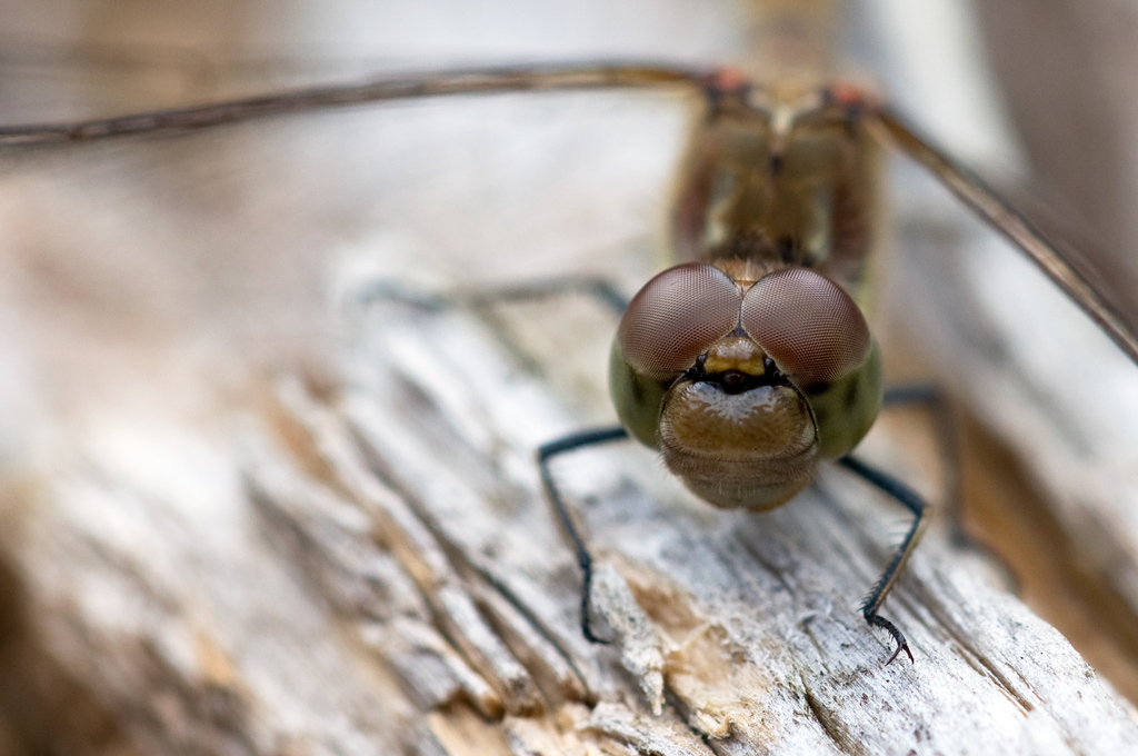 Libelle