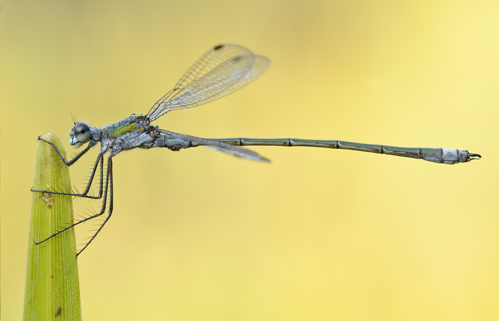Libelle0406nff