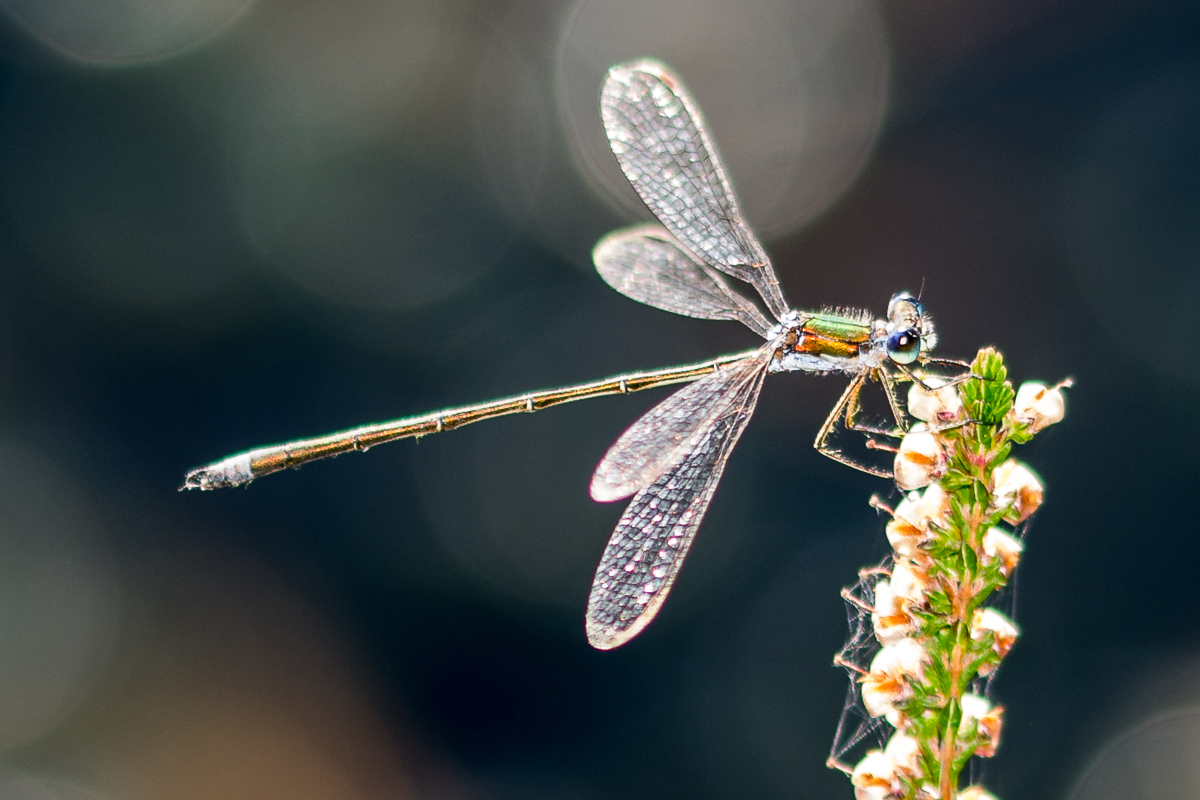 Libelle1