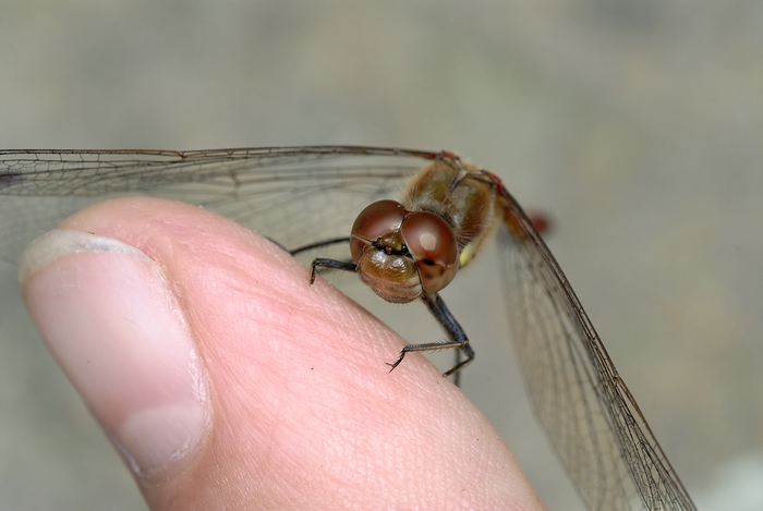 Libelle1