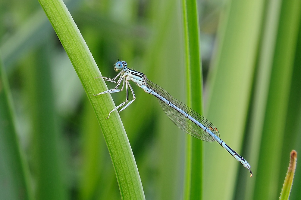 Libelle1