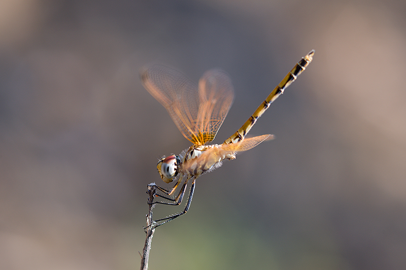 Libelle1