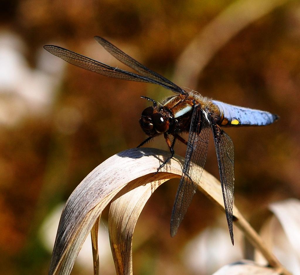 Libelle2
