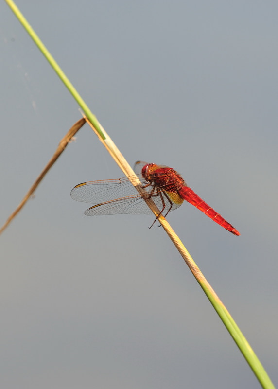 Libelle2