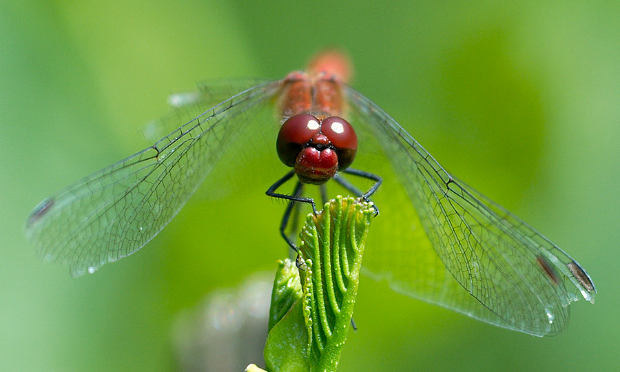 libelle2