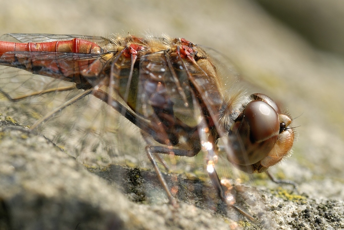 Libelle2