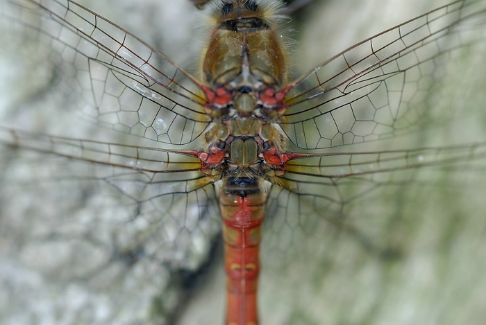 Libelle3