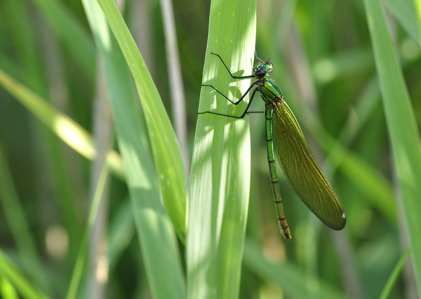 Libelle3