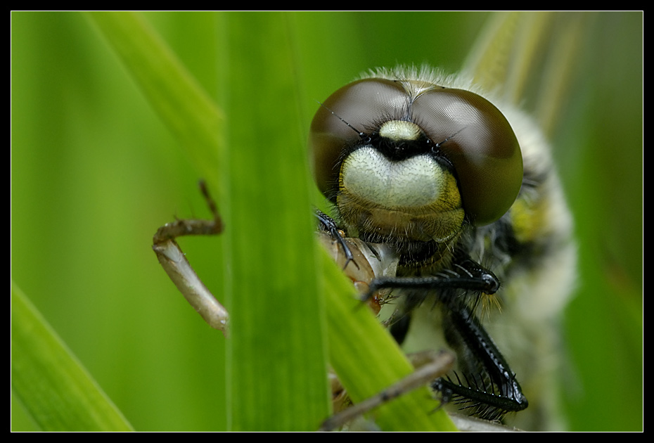 libelle4