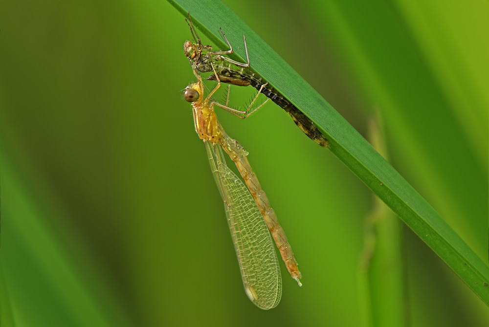 Libelle4893
