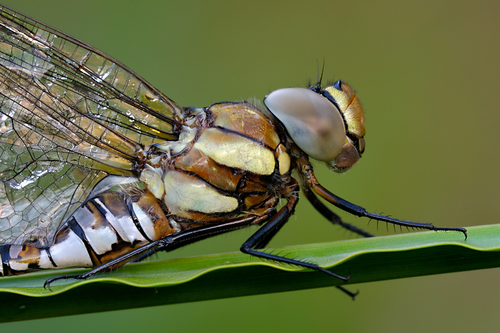 Libelle5122