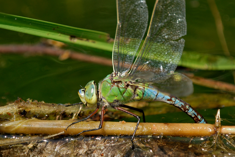 Libelle5236