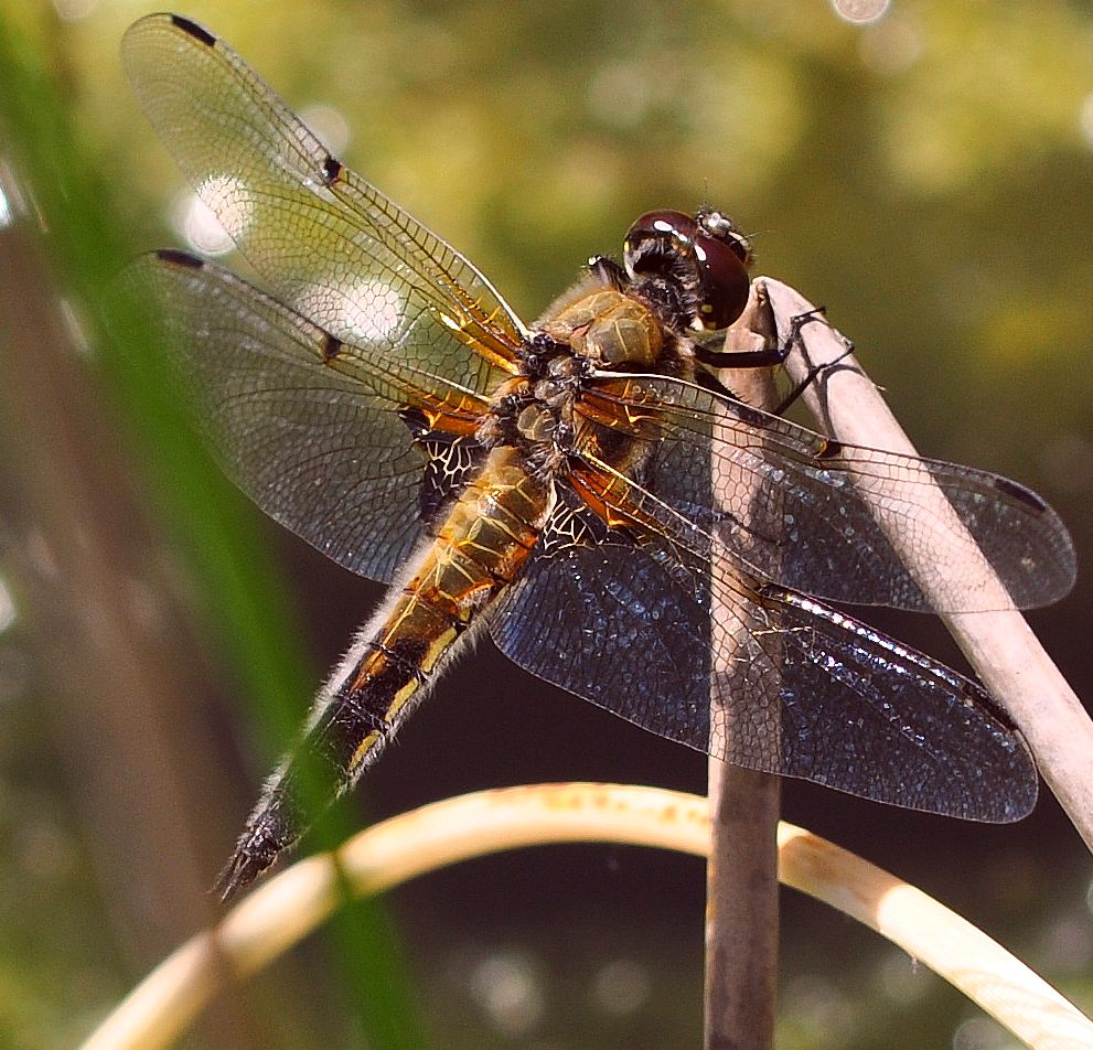 Libelle6
