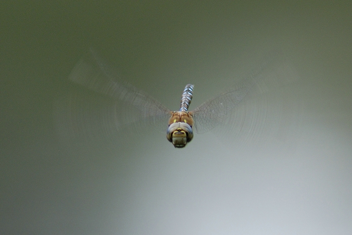 Libelle6