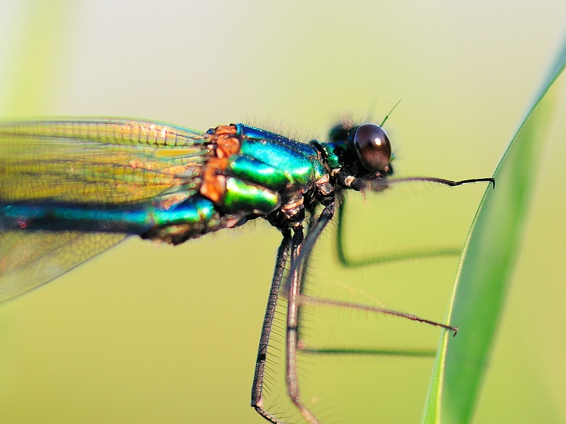 libelle9