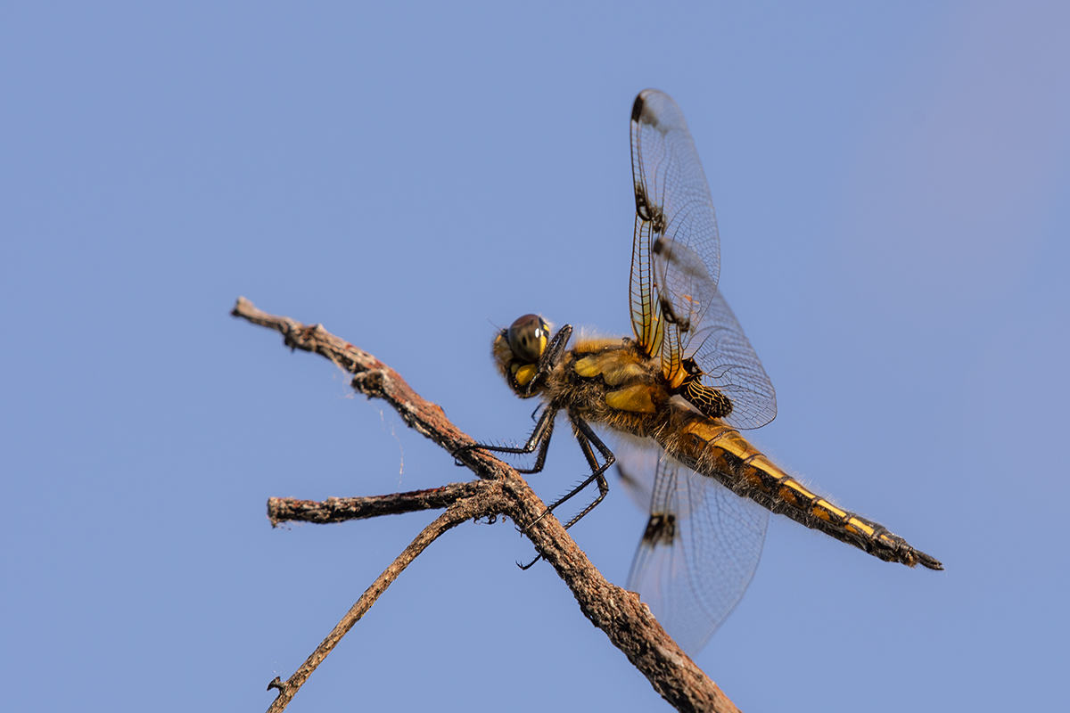 libelle_04.jpg