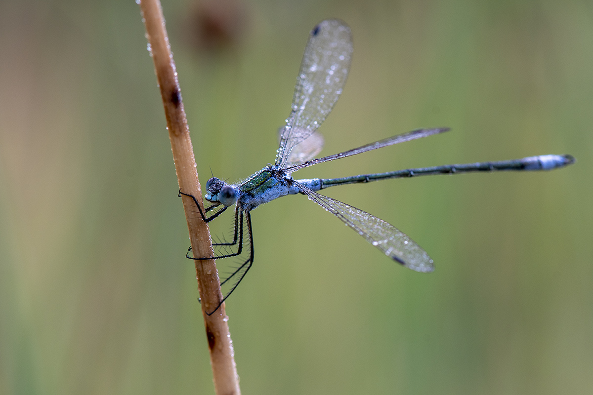 libelle_06.jpg