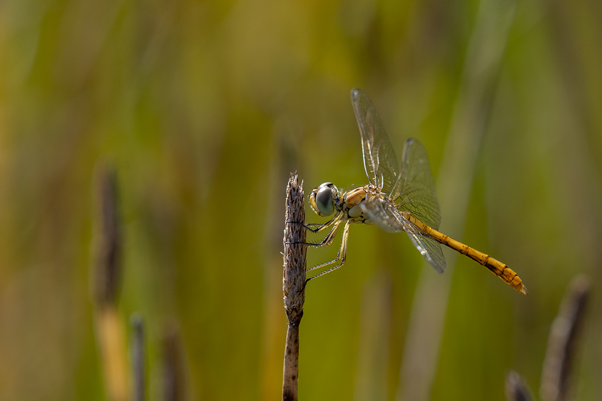 libelle_07.jpg