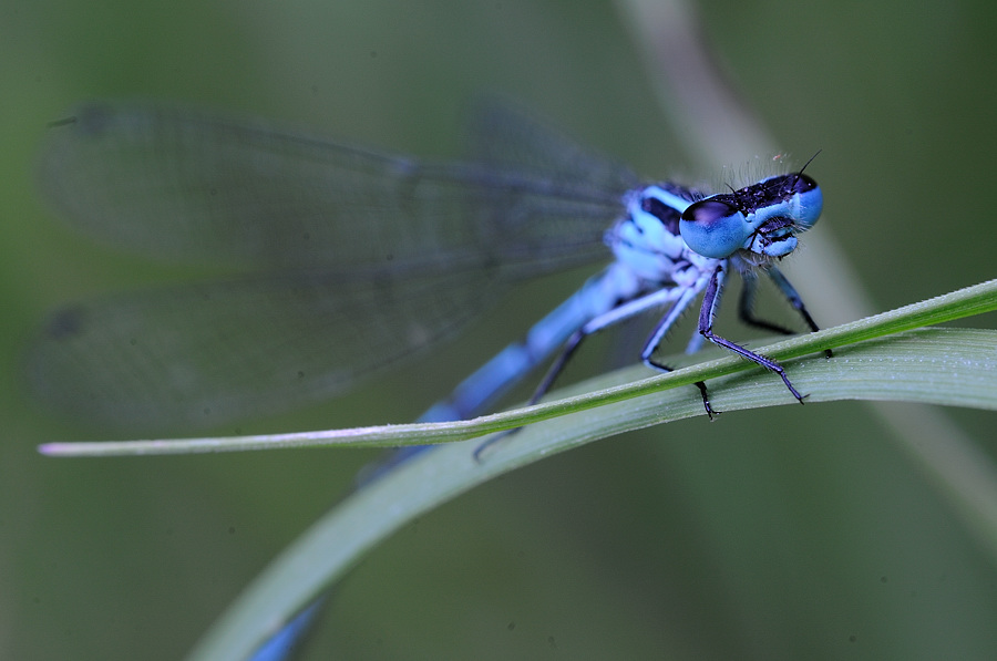 LibelleBlauVWebCAA 0803