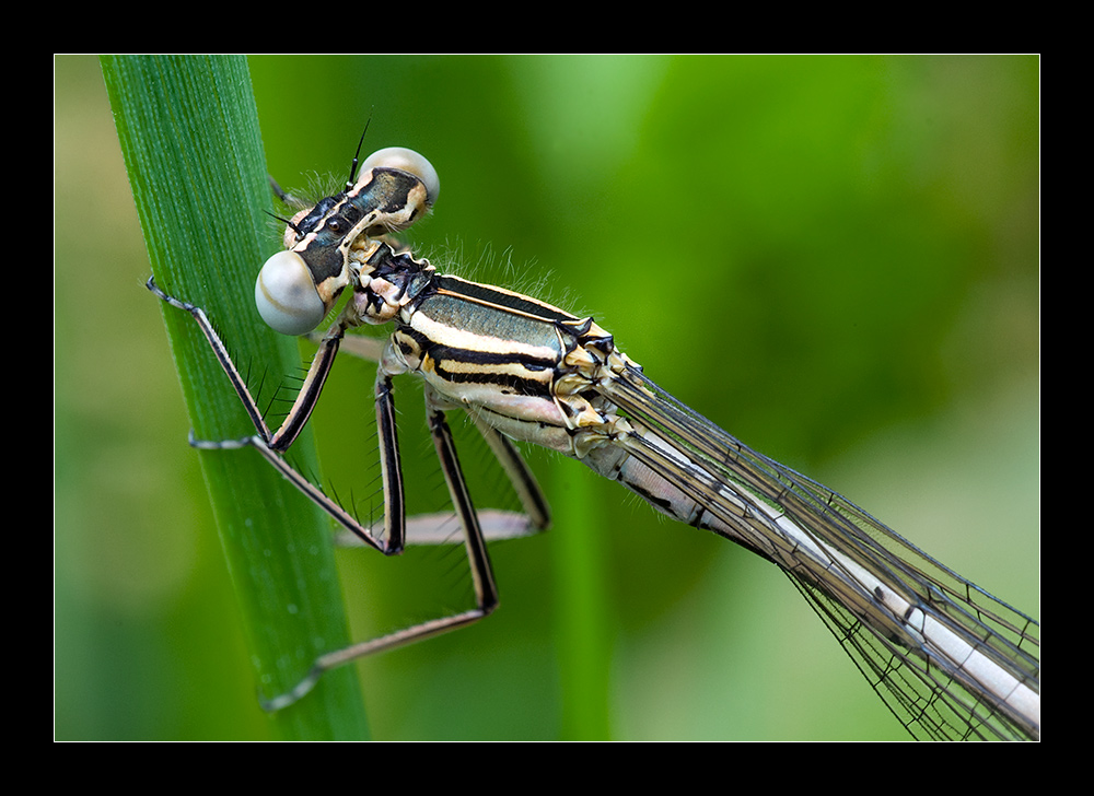 Libellen Portait