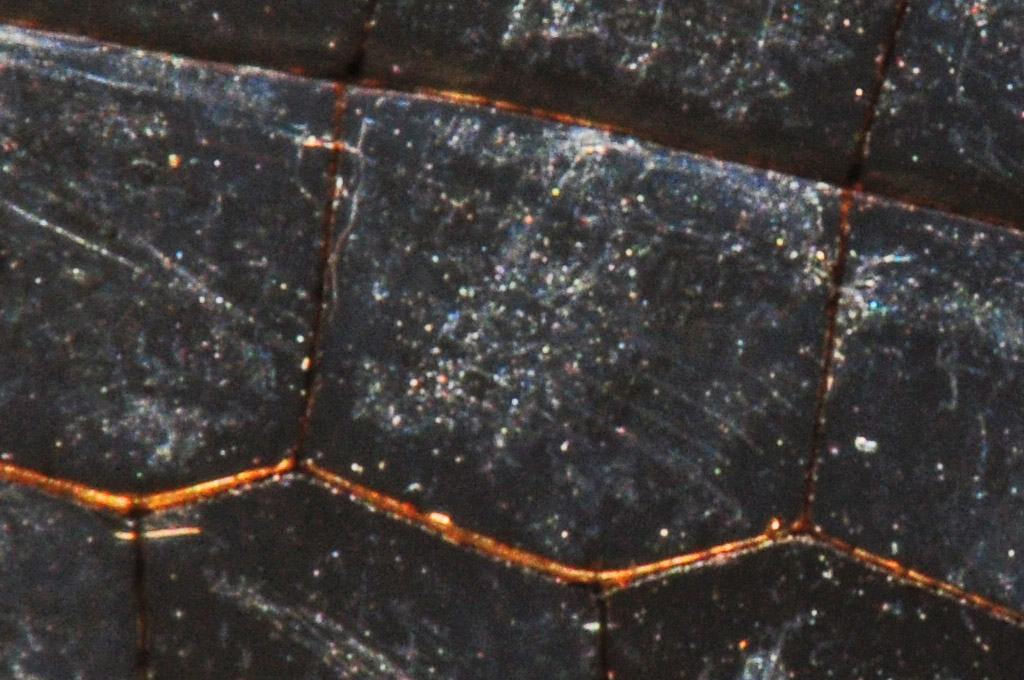 Libellenflügel 100%crop, unbearbeitet (außer etwas aufgehellt)