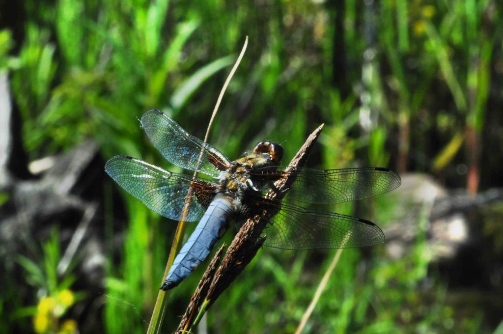 Libellula  depressa Männchen 1