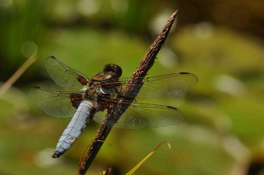 Libellula depressa