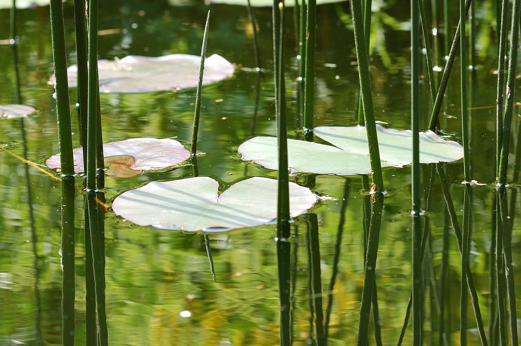licht Blumen (10)