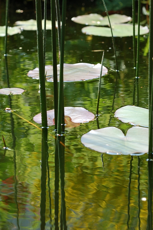 licht Blumen (11)