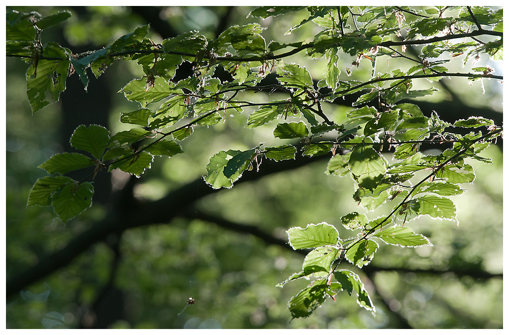 Licht fällt in den Wald 1