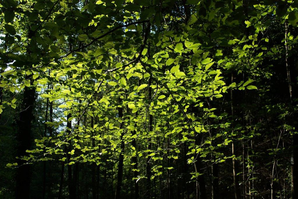Licht fällt in den Wald (DSC_2381)