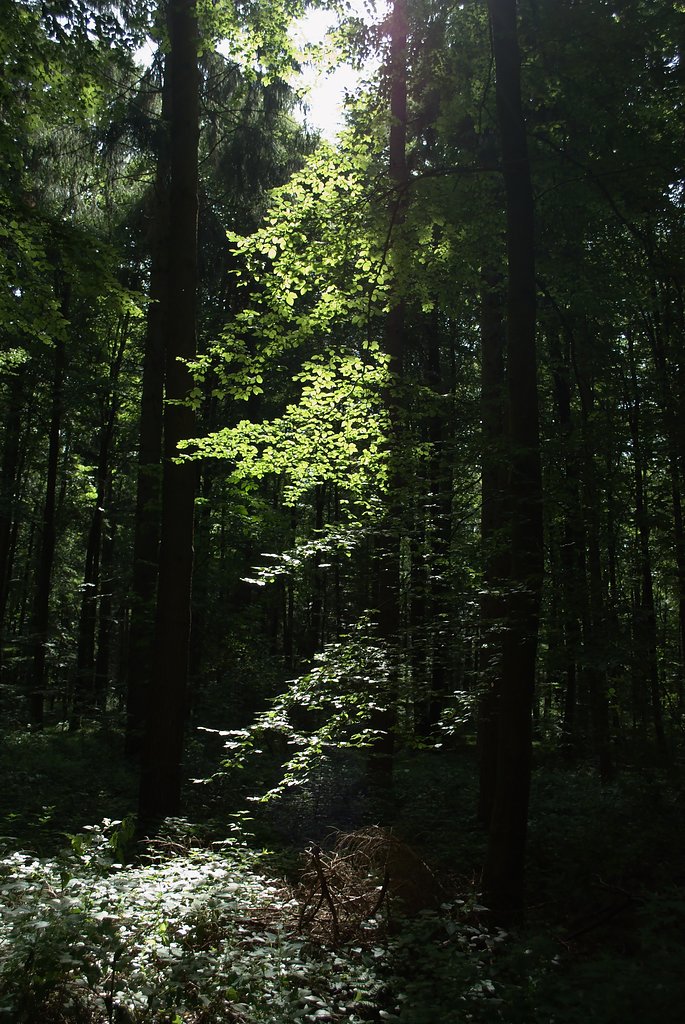Licht fällt in den Wald (DSC_2479)