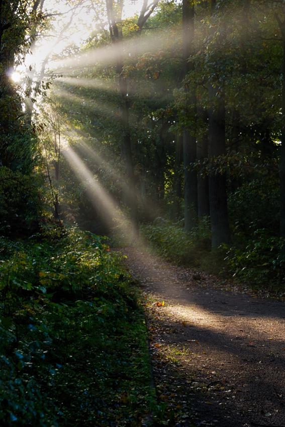 Licht im Nebel 1